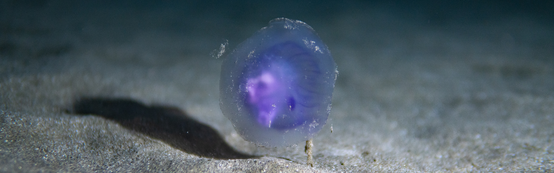 aurelia-cf-aurita